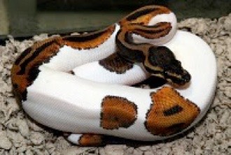 piebald_python